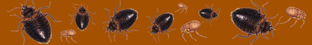 Bed Bug & Flea Pest Control